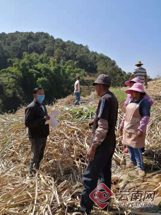 临沧市凤庆县营盘镇甜蜜生活有奔头