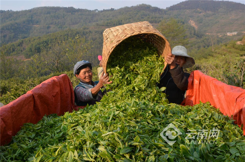 喜采第一批春茶连日来,云南省临沧市镇康县忙丙乡忙丙村大树王茶叶