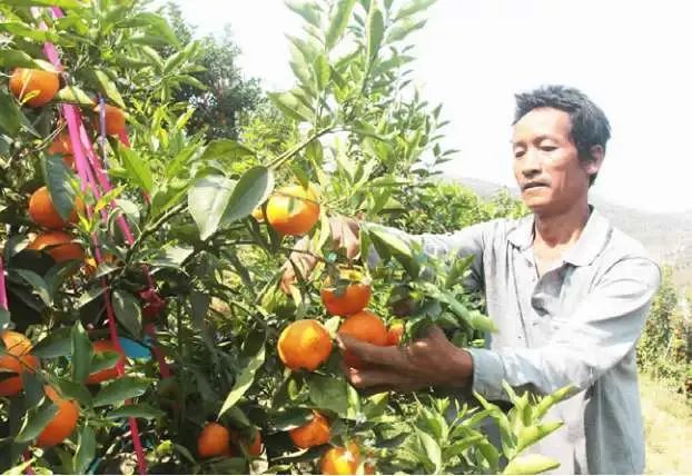 云南沧源:党员先锋模范引领群众创业增收致富