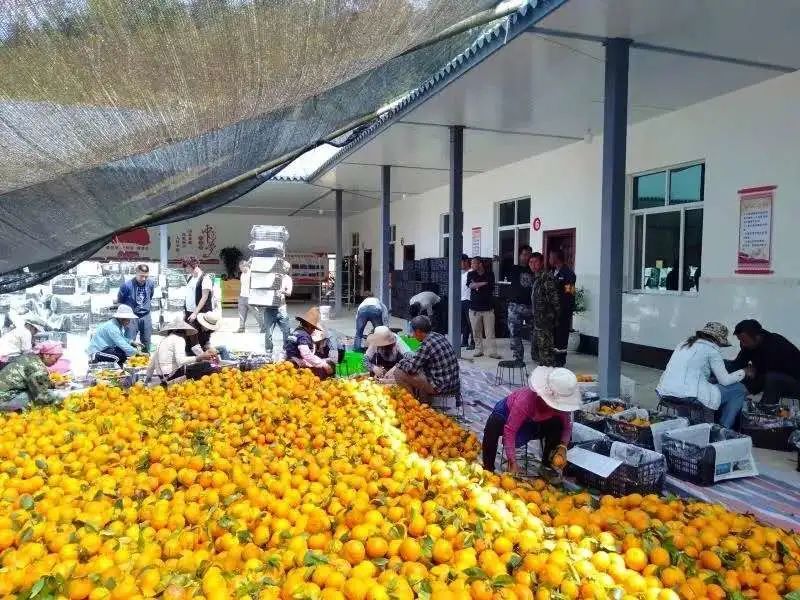 云南沧源:党员先锋模范引领群众创业增收致富