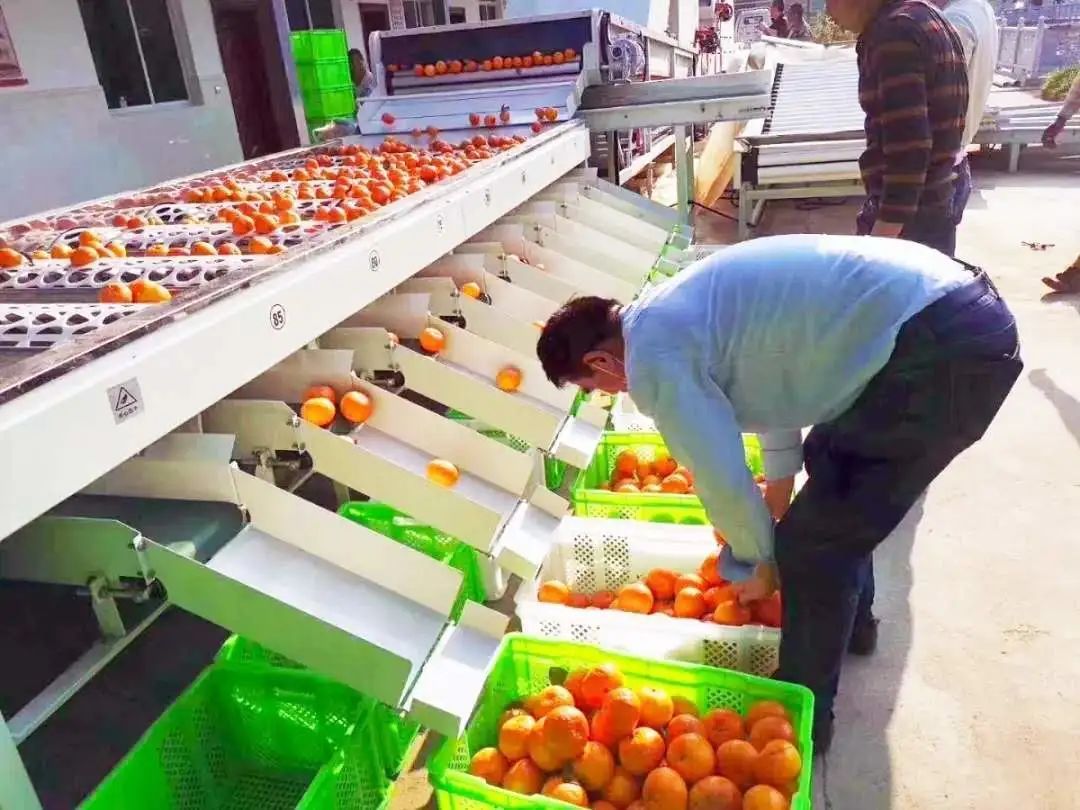 云南沧源:党员先锋模范引领群众创业增收致富