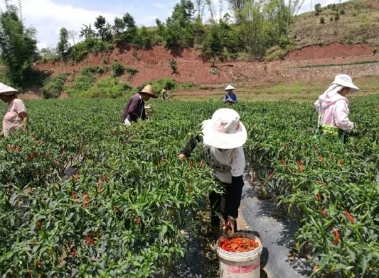 云南沧源:党员先锋模范引领群众创业增收致富