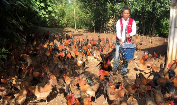 云南沧源:党员先锋模范引领群众创业增收致富