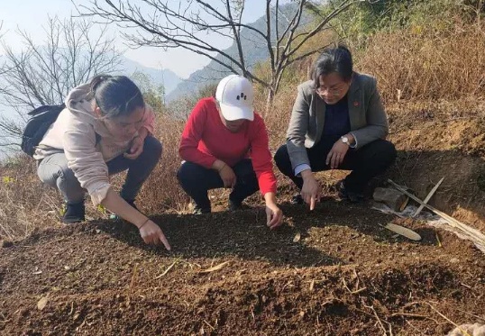 巾帼心向党 奋进新时代丨镇康：妇联做活“互联”促脱贫