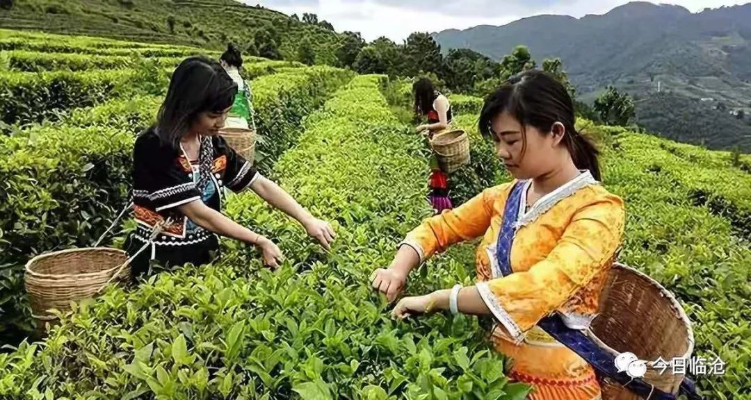 云南临沧：注入绿色发展新效能