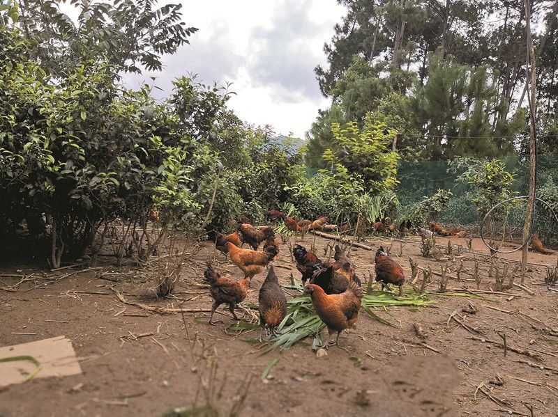 云南临沧：注入绿色发展新效能