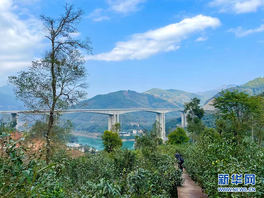 腾飞临沧⑥丨绿色产业托起临沧乡村振兴梦