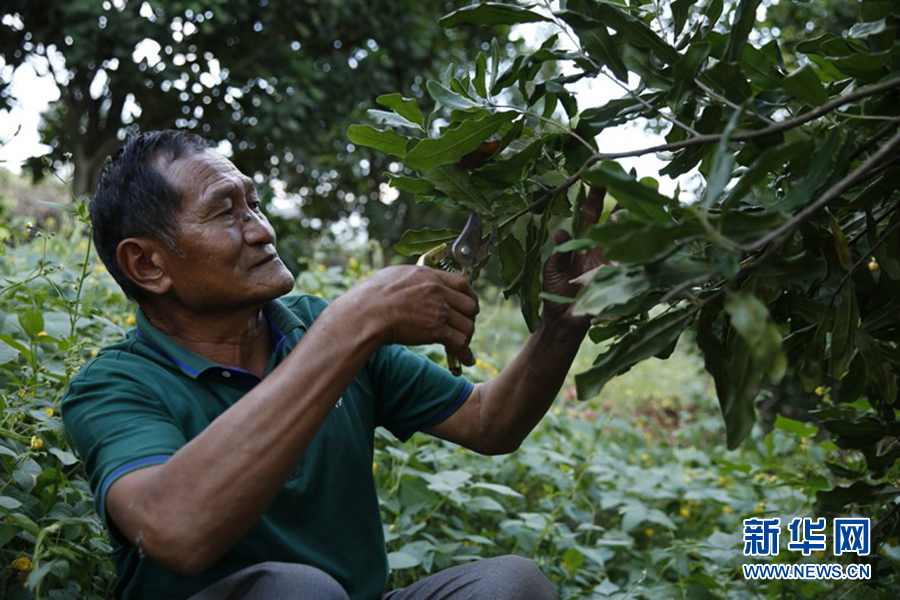 腾飞临沧⑥丨绿色产业托起临沧乡村振兴梦