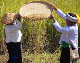 第十六届“谷魂节”庆丰收系列活动举行