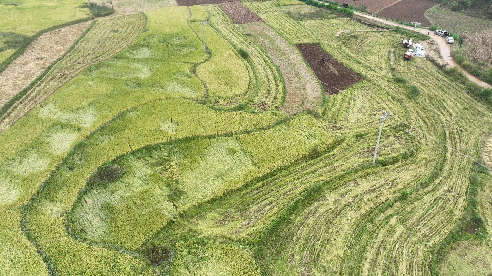 镇康县勐捧镇南梳坝村旱稻种植基地里收割进入尾声  拍摄日期:2025年10月15日(1).png
