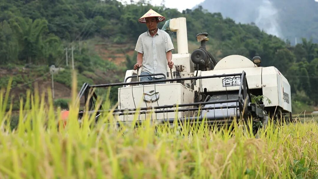 机械化旱谷收割 拍摄日期:2025年10月15日.jpg