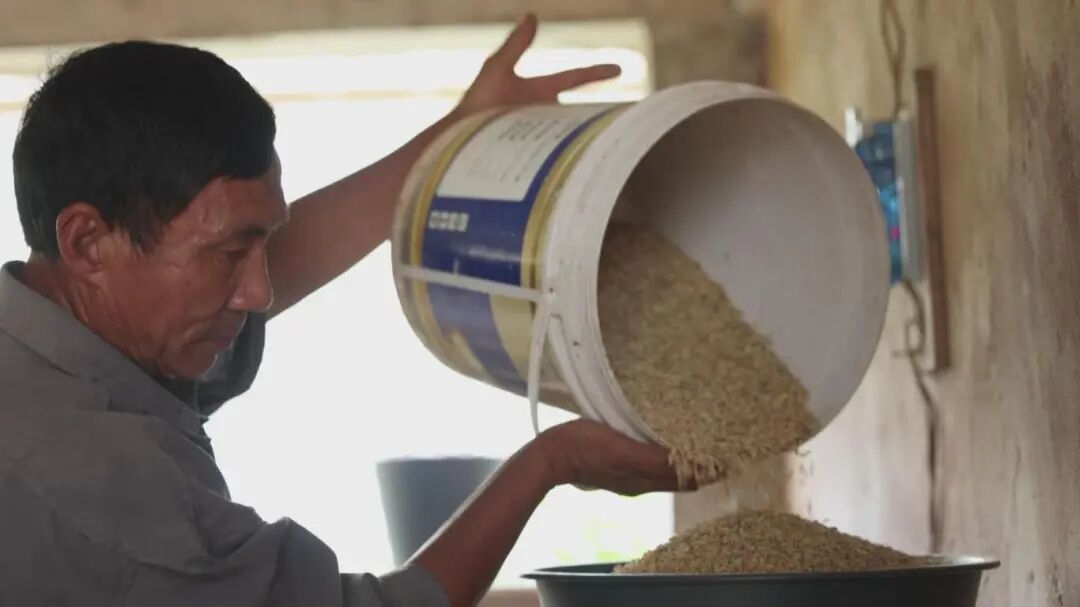 碾新米 拍摄日期:2025年10月15日.jpg