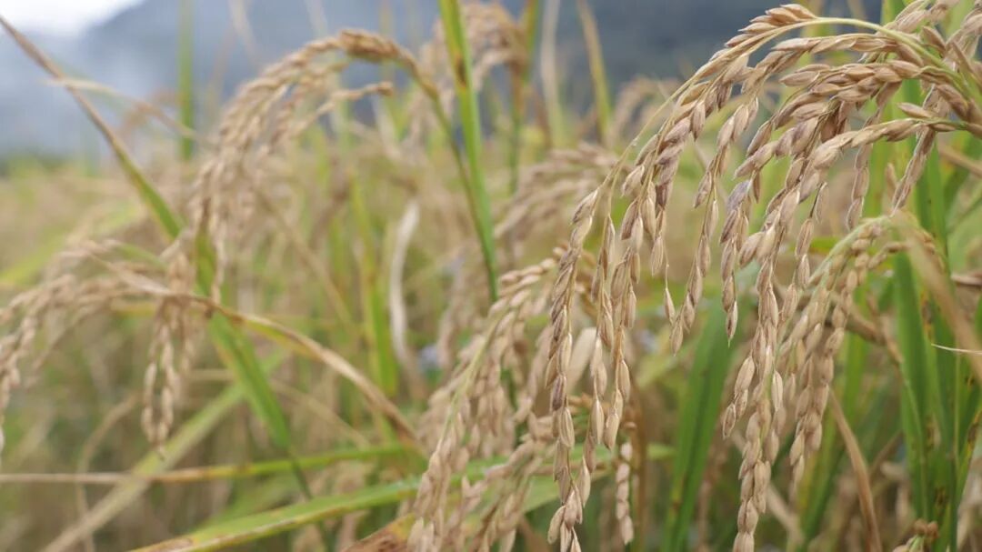 旱稻谷穗弯弯待收割 拍摄日期:2025年10月15日.jpg