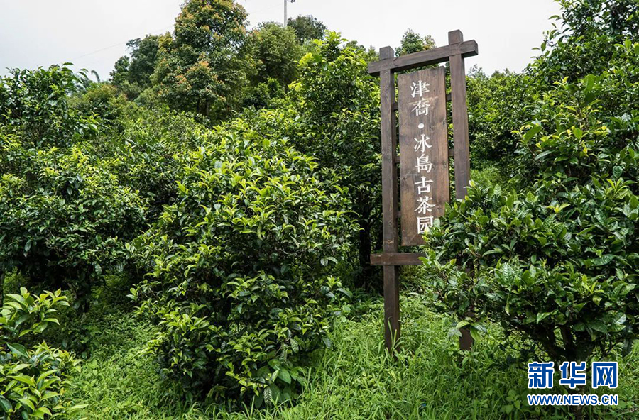 冰岛古茶园(资料图).新华网发(供图)