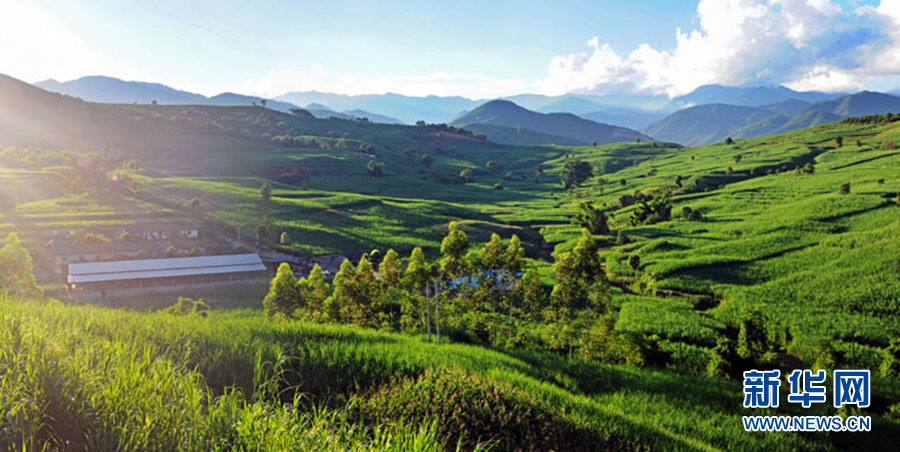 腾飞临沧⑥丨绿色产业托起临沧乡村振兴梦