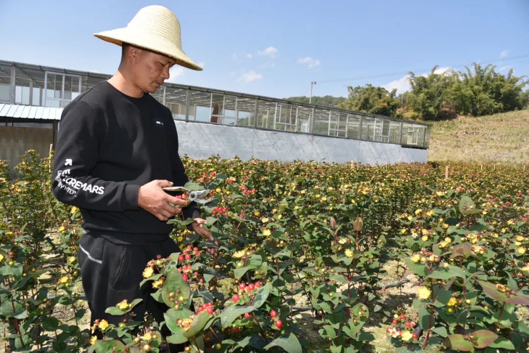 双江:种植火龙珠美了家园 富了生活_要闻_临沧频道_云南网