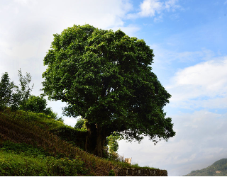 凤庆：聚力古茶树保护 茶产业点“绿”成金