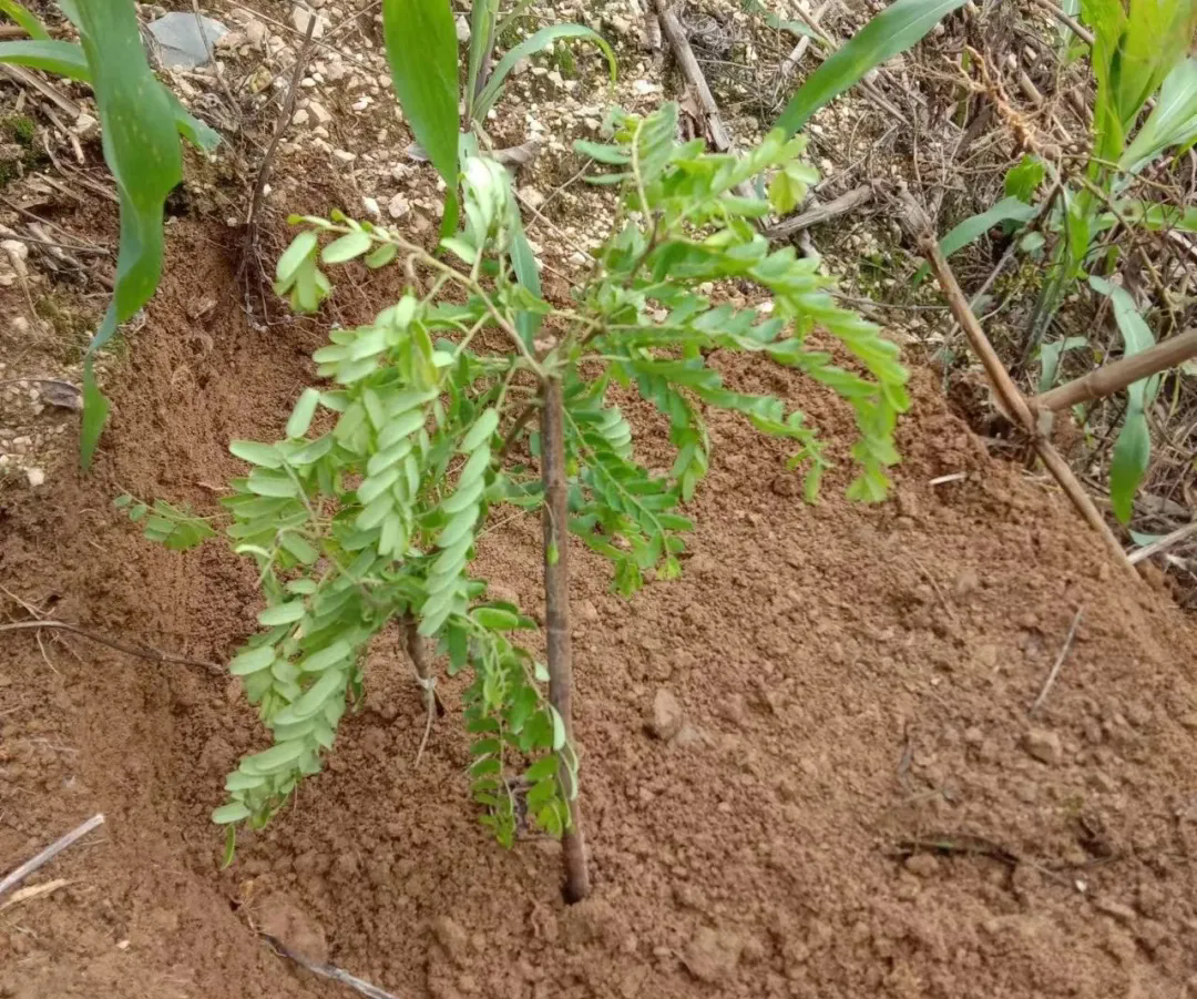 滇橄榄种植基地图片